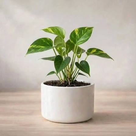 Купить Горшки для цветов в Пензе
